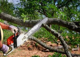 Best Tree Risk Assessment  in Haw River, NC