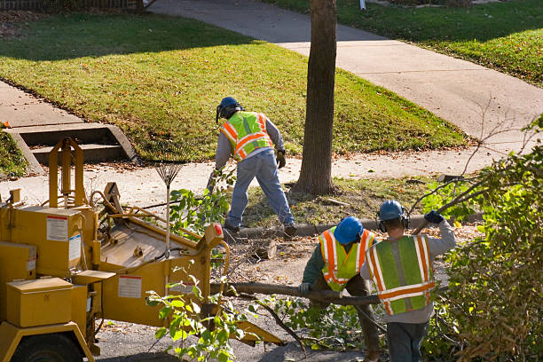 Best Fruit Tree Pruning  in Haw River, NC