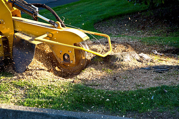 Best Lot and Land Clearing  in Haw River, NC