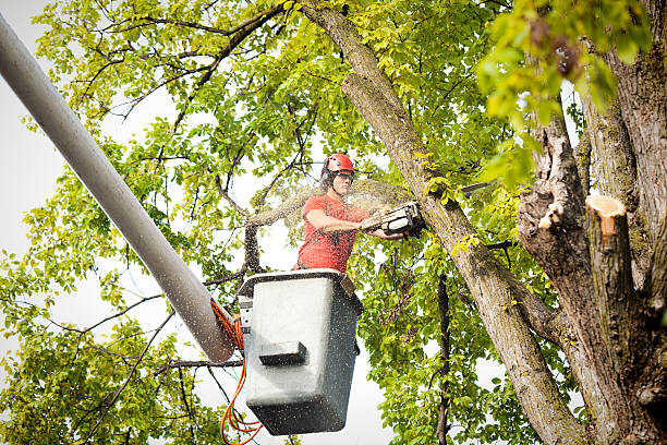 How Our Tree Care Process Works  in  Haw River, NC